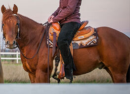 cooler Quarter Horse Wallach mit top Abstammung, Kerstin Rehbehn (Pferdemarketing Ost), Pferd kaufen, Nienburg