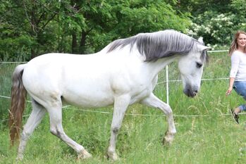 Cruzado Beisteller, Stephanie , Horses For Sale, Neundorf (Anhalt)