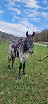 Pferd kaufen: Cruzado Stute, 4 Jahre, Stockmaß aktuell 150 cm Cruzado Stute, 4 Jahre, Stockmaß aktuell 150 cm, Carina, Pferd kaufen, Kleinkahl