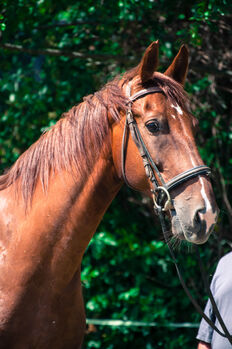 Gefahrenen wunderschönen KWPN Wallach, Pauline Erös, Horses For Sale, Gleisdorf