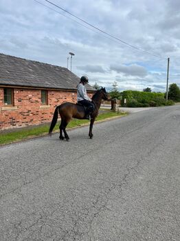 Horses For Sale Dartmoor Pony Dartmoor Pony, Jayne, Horses For Sale, Warrington
