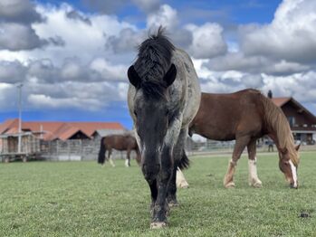 Lieber 2 1/2 Jähriger Noriker, Lynn, Horses For Sale, Mühleberg