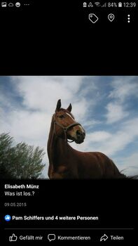 Lieber Möhrchengeber gesucht, Liesel Münz, Horses For Sale, Düren