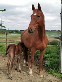 Doppelveranlagte Zuchtstute, Beistellpferd, Stute, Bianca, Horses For Sale, Eberdingen