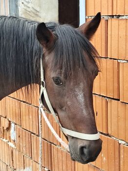 Horses For Sale Traber Wallach Traber Wallach, Sigrid Simon, Horses For Sale, Maierhofbergen