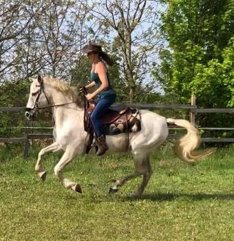 Traumpferd PRE, Mary , Horses For Sale, Kleinwolkersdorf