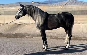 Edler Schimmelhengst 4 Jahre & 168cm, Post-Your-Horse.com (Caballoria S.L.), Horses For Sale, Rafelguaraf