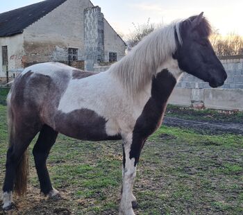 Zauberhafte 4 Gängerin mit viel Tölt ( Klettur Enkelin), Martina Holz, Horses For Sale, Nauen/ OT Markee