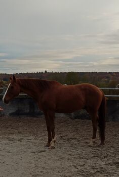 Englisches Vollblut, CH, Horses For Sale, Filderstadt