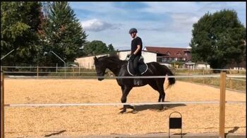 Englisches Vollblut Stute zu verkaufen, Kevin, Horses For Sale, Erftstadt