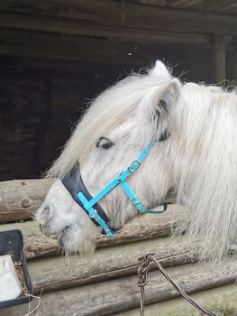 Equitrense Vario, Equimero Vario, Nadine, Trensen, Hagen