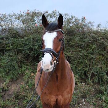 Turniererfahrener Westfale abstammend von Atemlos x Collin, Pferdevermittlung Leus, Horses For Sale, Einbeck