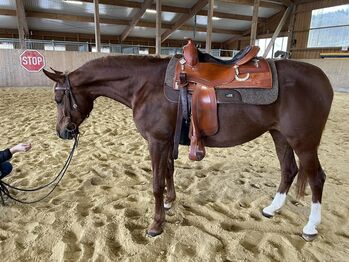 ausdrucksstarke, brave arabische Vollblutstute, Kerstin Rehbehn (Pferdemarketing Ost), Horses For Sale, Nienburg