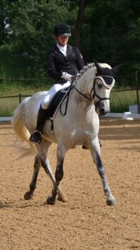 Horses For Sale Eydis, the Welsh Pony with Heart, Style & a Big Personality Eydis, the Welsh Pony with Heart, Style & a Big Personality, Eds Liliane, Horses For Sale, Port Macquarie