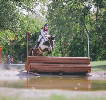 Horses For Sale Eye-Catching Paint Eventer- Confident & Capable Eye-Catching Paint Eventer- Confident & Capable, Jaq Zara, Horses For Sale, Hampton