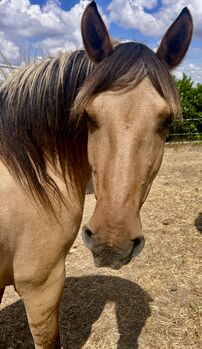 Pferd kaufen: Fjord Araber Mix Stute Fjord Araber Mix Stute, Arlt, Pferd kaufen, Ballenstedt