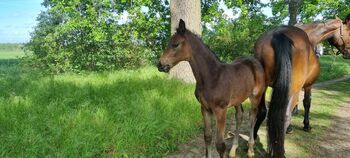 Fohlen vom Corlou- vielversprechender Hengstanwärter mit abgesichertem Mutterstamm, Michael Wrana , Horses For Sale, Arendsee