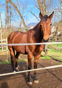 Französischer Traber Wallach 7 Jahre, Tanja, Pferd kaufen, Landau in der Pfalz