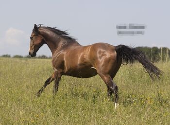 Freitzeit-/Sportpferd zu verkaufen, Lenja Troch , Pferd kaufen, Großrinderfeld