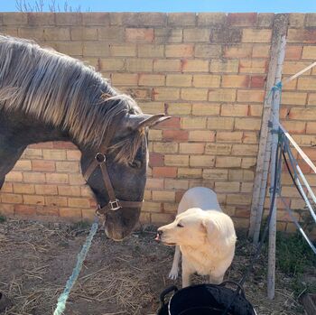 Freundlicher Allrounder PRE mit großem HERZ, Post-Your-Horse.com (Caballoria S.L.), Pferd kaufen, Rafelguaraf