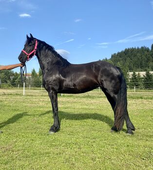 Friesenstute, Barbara , Horses For Sale, St. Michael 