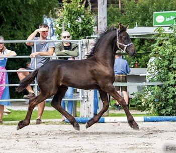 Friesenhengst, Barbara , Horses For Sale, St. Michael 