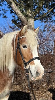 Ganz liebe Stute! ❤️🐴😍👍, Pferdeglück, Pferd kaufen, Pelmberg