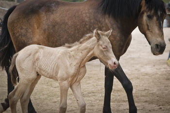 gekörte PRE Zuchtstute Buckskin, Yeguada Trébol, Pferd kaufen