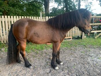 Toller Isländerwallach sucht neuen Wirkungskreis, Pferdevermittlung Leus (Pferdevermittlung Leus ), Horses For Sale, Soltau