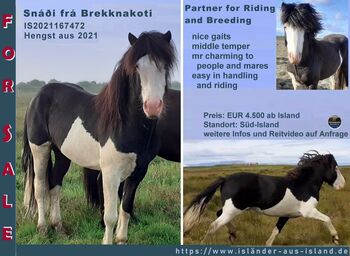 Horses For Sale Toller Reit-/Zuchthengst, Helmschecke, angeritten Toller Reit-/Zuchthengst, Helmschecke, angeritten, Islandpferde-aus-Island, Horses For Sale, Südisland