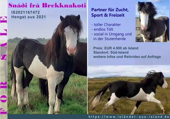 Horses For Sale Toller Reit-/Zuchthengst, Helmschecke, angeritten Toller Reit-/Zuchthengst, Helmschecke, angeritten, Islandpferde-aus-Island, Horses For Sale, Südisland