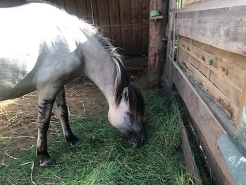 Grulla Stute, Kristina, Pferd kaufen, Calden