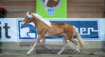 gut gerittener SportHaflinger, Kronwitter Petra , Pferd kaufen, Mainbernheim