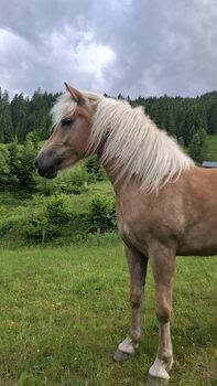 Pferd kaufen: Haflinger Stute Haflinger Stute, Celina, Pferd kaufen, Dorfgastein