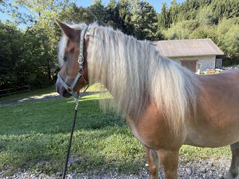 Pferd kaufen: Haflinger Wallach Haflinger Wallach, Tina Schuh, Pferd kaufen, Riedlingsdorf