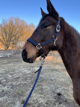 Halfter und Strick von Cavalier in blau, Covalliero Pony, Lisa Kohrgruber, Halfter, Liesingtal