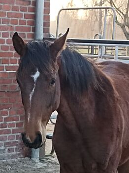 Hannoveraner Jährlingsstute Stute von BENICIO, B. Rachow, Horses For Sale, Heilshoop