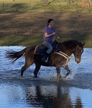 Hollywood Dun it granddaughter!!!, Lacey , Horses For Sale, Portland 