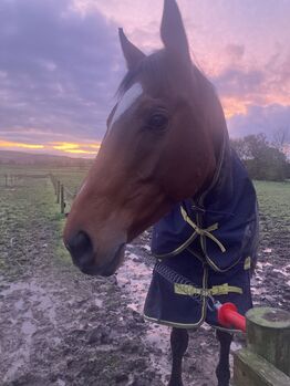 Horses For Sale Honest ad! Tb mare project Honest ad! Tb mare project, Catherine Kelly, Horses For Sale, Preston