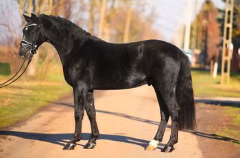 Ungarisches Sportpferd, Wallach, 6 Jahre, 150 cm, Rappe, Izmos, Horses For Sale, Békésszentandrás