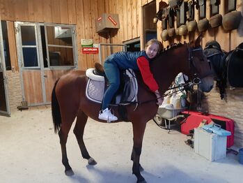 Ungarisches Sportpferd, Catharina , Horses For Sale, Ellbögen