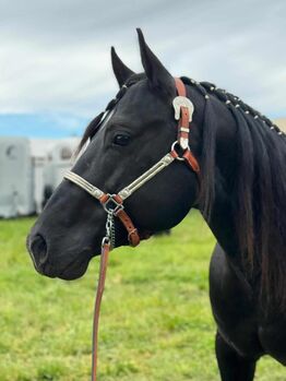 Pferd kaufen: Indien Dela Lande - bildschöner Paint Horse Wallach mit Herz, Charakter und Potenzial Indien Dela Lande - bildschöner Paint Horse Wallach mit Herz, Charakter und Potenzial, Kerstin Rehbehn (Pferdemarketing Ost), Pferd kaufen, Nienburg