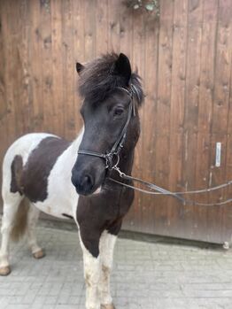 Pferd kaufen: Isländer Islandpferd Wallach Allrounder Isländer Islandpferd Wallach Allrounder, Andrea Christl, Pferd kaufen, Ansbach