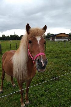 Eine Isländer Stute mit hervorragenden Gängen, Reindl Maria, Pferd kaufen, Siezenheim 