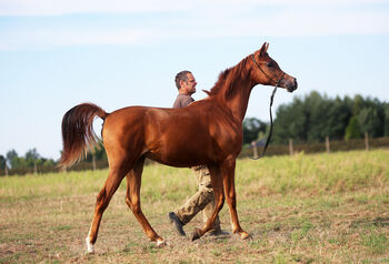 Konie na sprzedaż TOP CLASS Araber Stute TOP CLASS Araber Stute, Zalia Stud, Konie na sprzedaż, Strykow