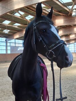 Konie na sprzedaż Hannoveranerstute für Junioren oder kleine Erwachsene Hannoveranerstute für Junioren oder kleine Erwachsene, M.A, Konie na sprzedaż, Schiffdorf