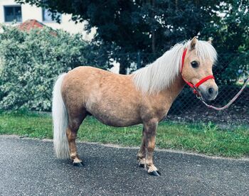 Der kleine Prinz sucht dich, Sport- und Freizeitpferde Fuchs, Pferd kaufen, Ellgau