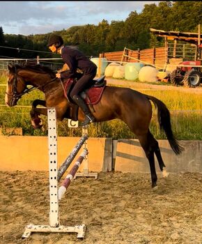 Pferd kaufen: Kopfklares springbetontes 3.5 jähriges Ausnahme Nachwuchspferd Kopfklares springbetontes 3.5 jähriges Ausnahme Nachwuchspferd, Nic, Pferd kaufen, Bregenz