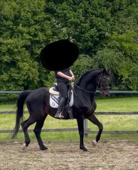 Horses For Sale KWPN S-Dressur Lehrmeister KWPN S-Dressur Lehrmeister, S-t-g-a, Horses For Sale, Scheibbs