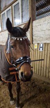 KWPN Stute Top Papiere!, Lena, Horses For Sale, Stralsund